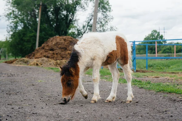 Gyönyörű Fiatal Póni Sétál Farmon Állattenyésztés Lótenyésztés — Stock Fotó