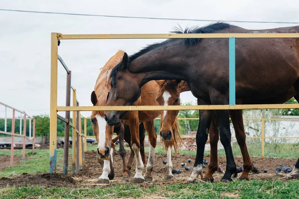 Çiftlikte güzel ve sağlıklı atları beslemek. Hayvancılık ve at yetiştiriciliği.