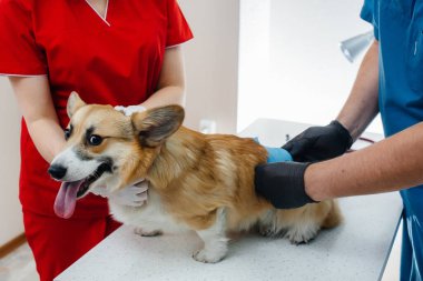 Modern bir veteriner kliniğinde safkan bir Corgi köpeği muayene edilir. Veteriner Kliniği