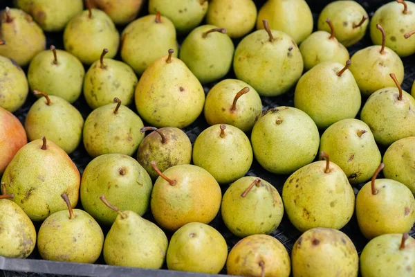 Cajas Con Peras Jugosas Maduras Están Pie Después Cosechar Primer Fotos de stock libres de derechos