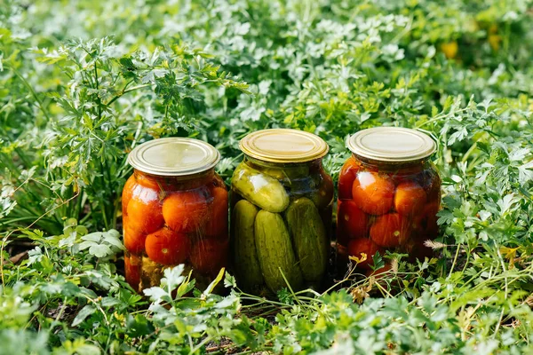 Canned vegetables in cans are in the middle of the garden. Harvesting and preparing supplies for the winter