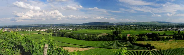 Widok Renu Rheingau Wsi Pobliżu Zamku Johannisberg Hesji Niemcy Piękny — Zdjęcie stockowe