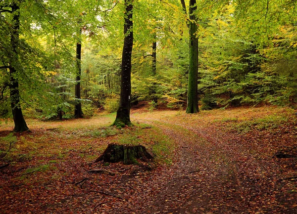 Hesse Almanya 'da Bir Ormanda Sonbahar Renkleri Güzel bir Sonbahar Gününde