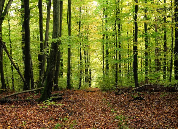Hesse Almanya 'da Bir Ormanda Sonbahar Renkleri Güzel bir Sonbahar Gününde