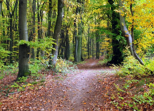 Hesse Almanya 'da Güzel bir günde Ormanda Sonbahar Renkleri