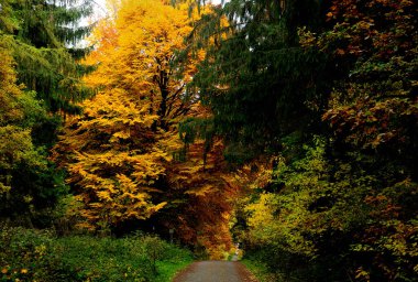 Güneşli bir sonbahar gününde Eschbacher Klippen Hesse Almanya 'nın etrafındaki ormanda yapraklar dökülür.