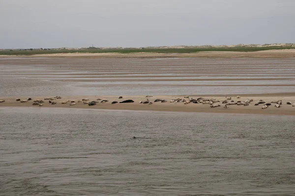 Тюлени Отдыхают Песочнице Рядом Островом Балтрум Восточная Фризия Германия Пасмурный — стоковое фото