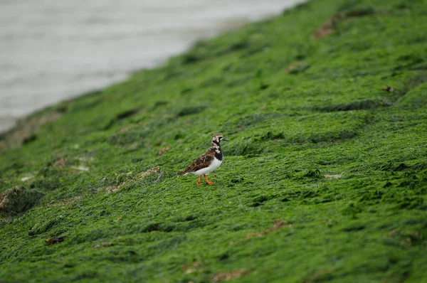 Plover Bird Waddling Dique Esporão Com Musgo Verde Algas Ilha — Fotografia de Stock