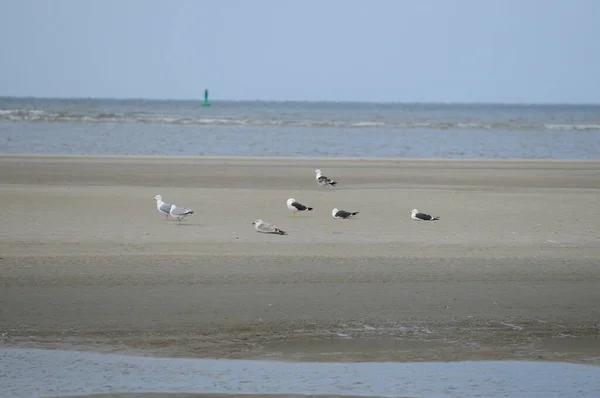Gulls Resting Beach Baltrum Island East Frisia Germany Wonderful Sunny — Stock Photo, Image