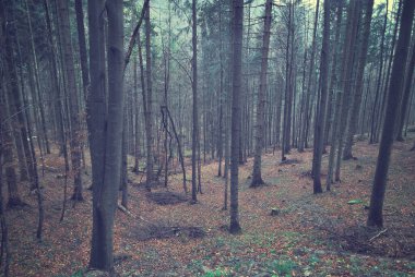 Ormanda sonbahar boyunca güzel ağaçlar.