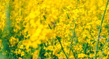 Tecavüz sahası Tecavüz sahası Tecavüz alanı