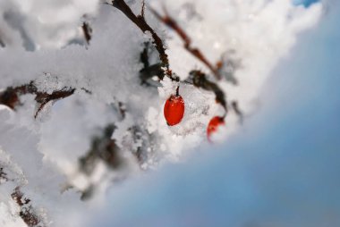 Buzda kırmızı güllerin meyveleri.