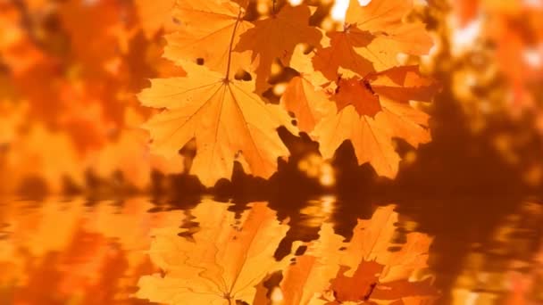 在秋天 被风吹来的五彩缤纷的枫叶与枫叶的紧密相连的自然景观在变幻着五彩斑斓的背景 自然的概念 — 图库视频影像