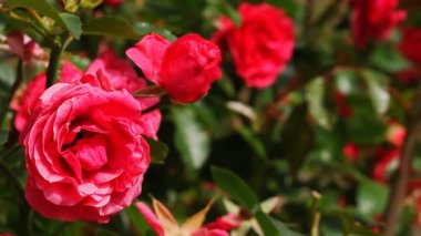 Çiçekli kır çiçekleri, pastel renkler. çiçek arkaplanı. 