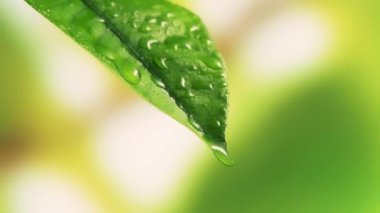 Renk neon gradyanı. Soyut bulanık arkaplan taşınıyor. Renkler konuma göre değişir, pürüzsüz renk geçişleri oluşturur. Mor pembe morötesi morötesi