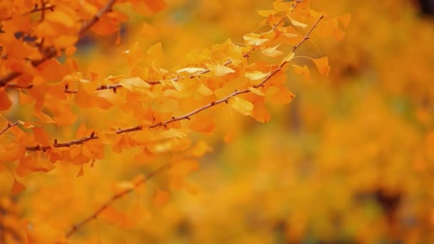 Nature Video Scenario Scene Close Colorful Maple Leaf Blowing Wind — Stock Video