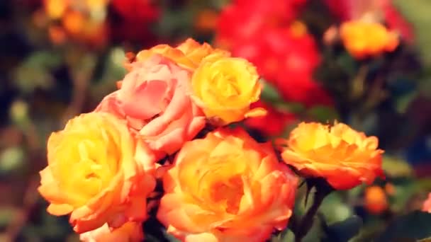 Vildblommor Blom Pastellfärger Blomma Bakgrund — Stockvideo