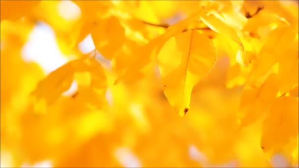 在秋天 被风吹来的五彩缤纷的枫叶与枫叶的紧密相连的自然景观在变幻着五彩斑斓的背景 自然的概念 — 图库视频影像