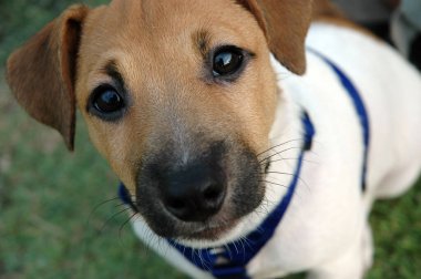 Jack Russell Terrier 'ın yakından çekilmiş fotoğrafı. Gözlerinde merak ve merak var..