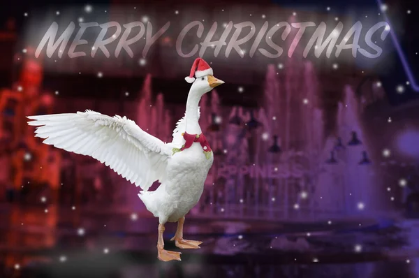 White Goose Spreads Its Wings Cheerfully Coming Christmas Background Nighttime — Stock Photo, Image