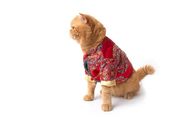Studio Shot Cute Scottish Fold Cat Wearing Chinese New Year — Stockfoto