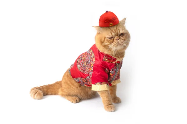 Scottish Fold Cat Wearing Chinese Costume Makes Cute Appearance One — Fotografia de Stock