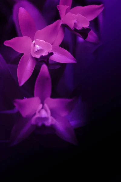 Beautiful Orchid Corner Picture Dark Purple Tone Background — Stock Photo, Image