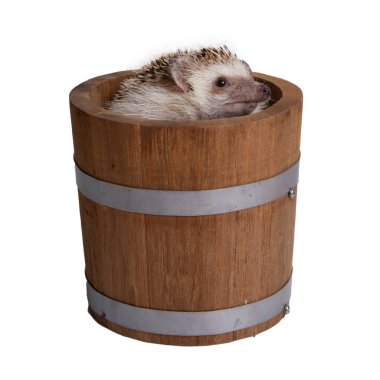 Beyaz arka planda tahta kovada küçük kirpi..