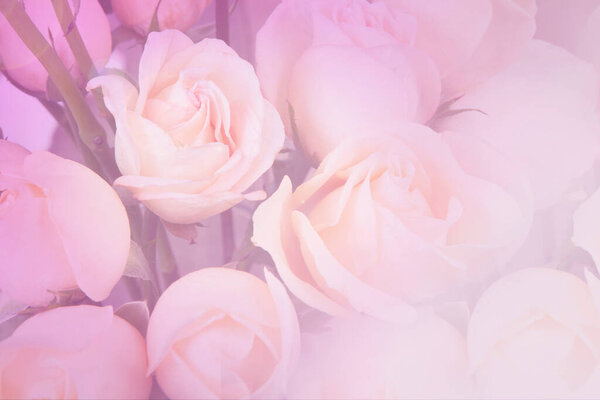 Beautiful rose bouquet with pink tone gradient for love and valentine background.