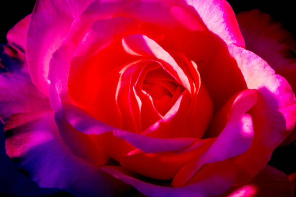 Close-up photo of beautiful red rose in strange light and shadow.