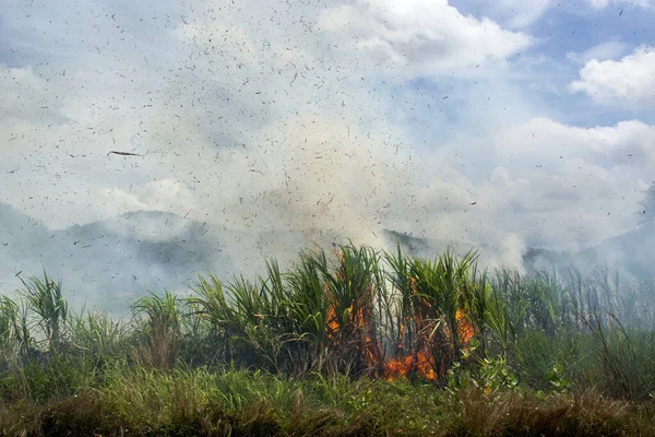 Bruciare Campi Canna Zucchero Parte Della Creazione Smog Inquinamento Atmosferico — Foto Stock