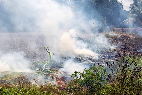 大火焚烧甘蔗田 造成空气污染和烟雾 — 图库照片