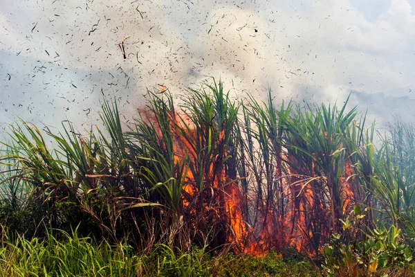 Les Incendies Consomment Sévèrement Les Cultures Agricoles Brûlage Affecte Réchauffement — Photo