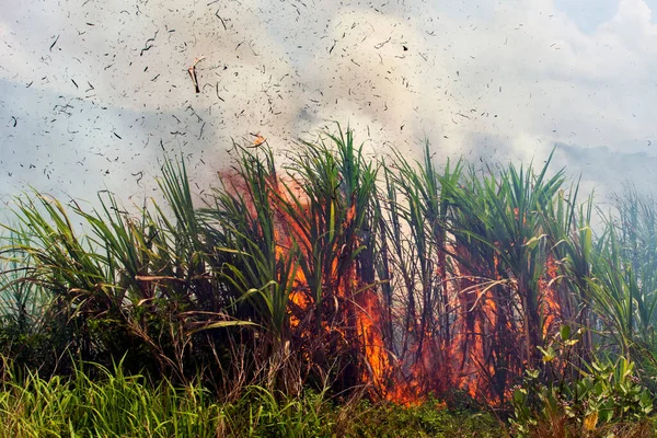 火災は 地球温暖化に影響を与える燃焼と深刻な農業作物を消費している ロイヤリティフリーのストック画像