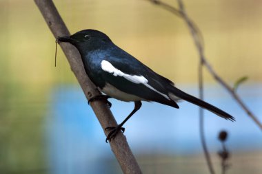 Küçük siyah saksağan gagasında ısıran bir böcekle dalın üzerine tünemiş..