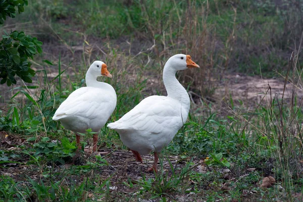 Two White Geese Stand Freely Nature Organic Farm — Stock Photo, Image