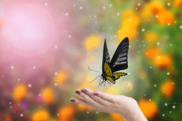 Yellow butterfly with black wings flew freely over woman hand with blur background of flower in garden under light and bokeh.