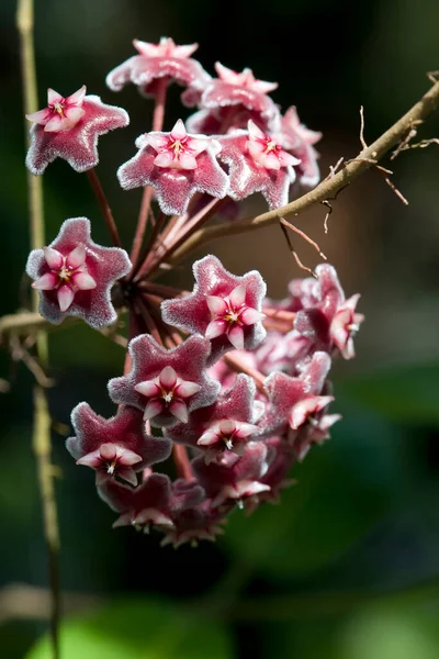 Vertical Picture Beautiful Red Hoya Backlit Nature Light — ストック写真