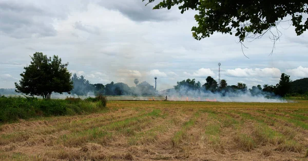 Farmers Burn Weeds Rice Fields Prepare Rice Planting Causing Environmental — Stock Photo, Image