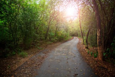 Beautiful road in tropical forest under the sunlight gives feeling of shady and peacefulness.