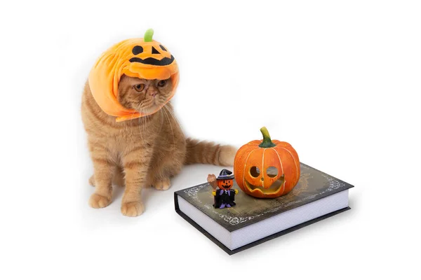 Schotse Vouw Kat Dragen Halloween Pompoen Hoed Zitten Terwijl Het — Stockfoto