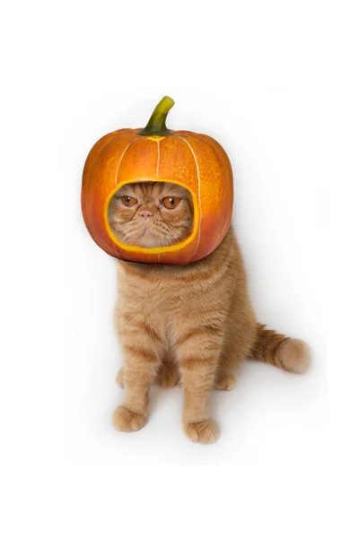 Scottish Fold Cat Wearing Big Pumpkin Hat Halloween Celebration Sitting — Stock Photo, Image