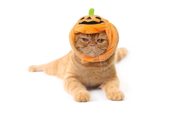 Estudio Disparo Lindo Escocés Plegable Gato Con Sombrero Calabaza Tumbado — Foto de Stock