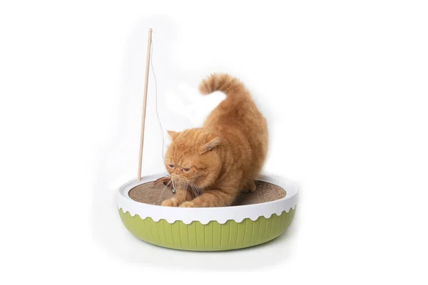 Kleine Schotse Vouw Kat Genieten Van Slijpen Zijn Klauwen Kattenspeelgoed — Stockfoto