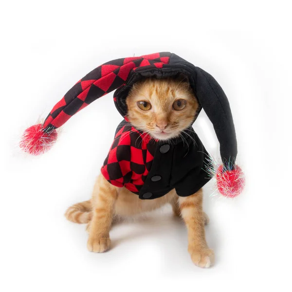 Pequeño Gato Vistiendo Traje Diablo Rojo Negro Para Halloween Sentado — Foto de Stock