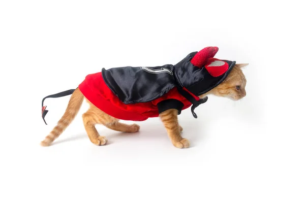 Volledig Lichaam Schot Zijaanzicht Van Kleine Kat Dragen Rood Zwart — Stockfoto