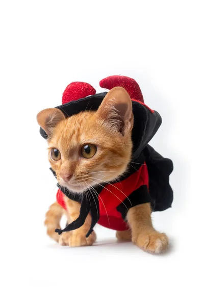 Vista Frontal Nível Inferior Gato Pequeno Bonito Vestindo Traje Diabo — Fotografia de Stock