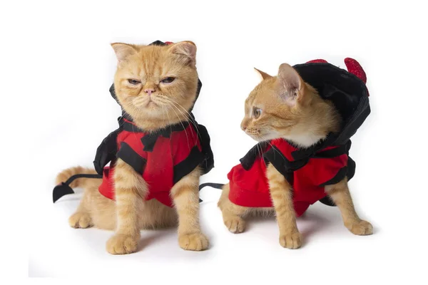 Dois Gatos Pequenos Vestindo Traje Diabo Para Halloween Sentado Fundo — Fotografia de Stock