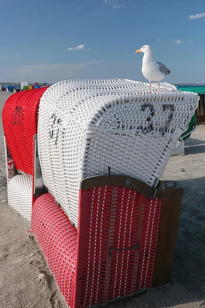 Strandkorb mit Möwe — Stockfoto