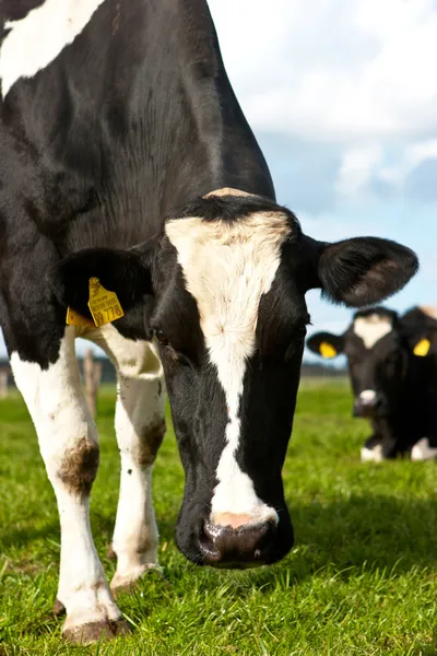 Holstein ko — Stockfoto